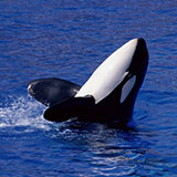  Killer Whale 