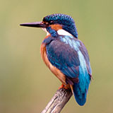  Kingfisher 