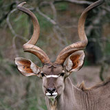  Kudu 