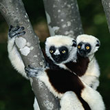 Lemur 