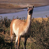 Llama 