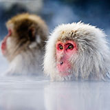  Macaque 