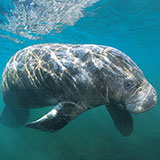  Manatee 