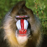  Mandrill 