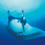  Manta Ray 