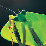  Mantis 