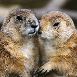  Marmot 