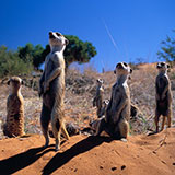  Meerkat 