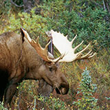  Moose 
