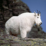  Mountain Goat 