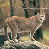  Mountain Lion 