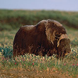  Musk Ox 