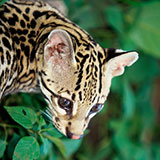  Ocelot 