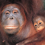  Orangutan 