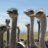  Ostrich 