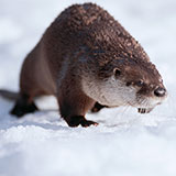  Otter 