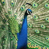  Peacock 
