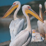  Pelican 