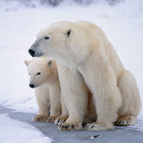  Polar Bear 