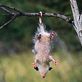  Possum 