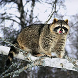  Raccoon 
