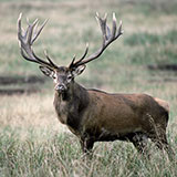  Red Deer 