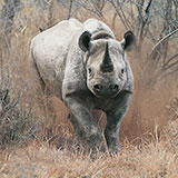  Rhino 