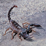  Scorpion 