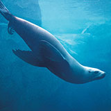  Sea Lion 