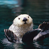 Sea Otter 