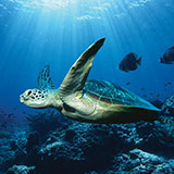  Sea Turtle 