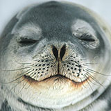  Seal 