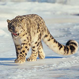  Snow Leopard 