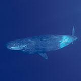  Sperm Whale 