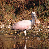  Spoonbill 