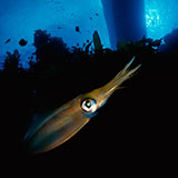  Squid 