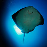  Stingray 