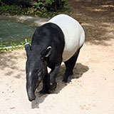 Tapir 