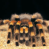  Tarantula 