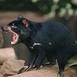  Tasmanian Devil 