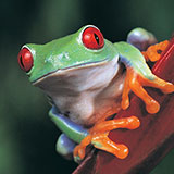  Tree Frog 