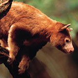  Tree Kangaroo 