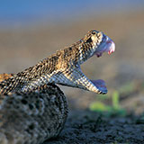  Viper 