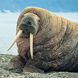  Walrus 