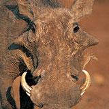  Warthog 