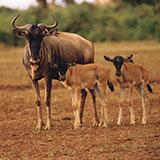  Wildebeest 