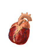  Aorta 
