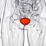  Bladder 