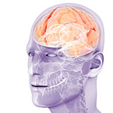  Brain 