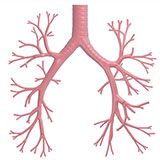  Bronchi 